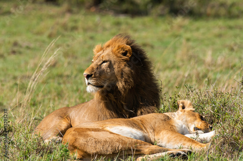 Photography A lion couple relaxing after a successful mating session in the grasslands of Ma