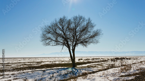lonely tree