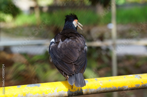 The pied myna or Asian pied starling (Gracupica contra) is a species of bird from the family Sturnidae, of the genus Sturnus, a species of starling found in the Indian subcontinent and Southeast Asia. photo