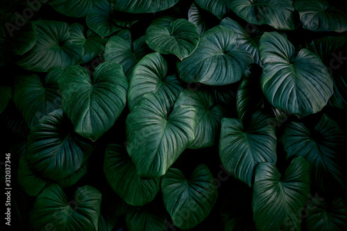 Tropical leaves background of king of heart in the garden