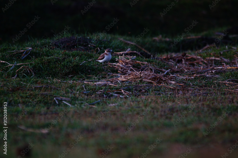 The Javan plover (Charadrius javanicus) is a species of bird in the family Charadriidae. It is endemic to Indonesia. Its natural habitats are sandy shores and intertidal flats. The Javan plover (Charadrius javanicus) is a species of bird in the family Charadriidae. It is endemic to Indonesia. Its natural habitats are sandy shores and intertidal flats.