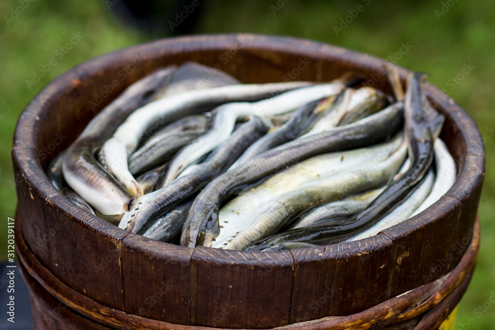 Fresh lamprey Fresh lamprey