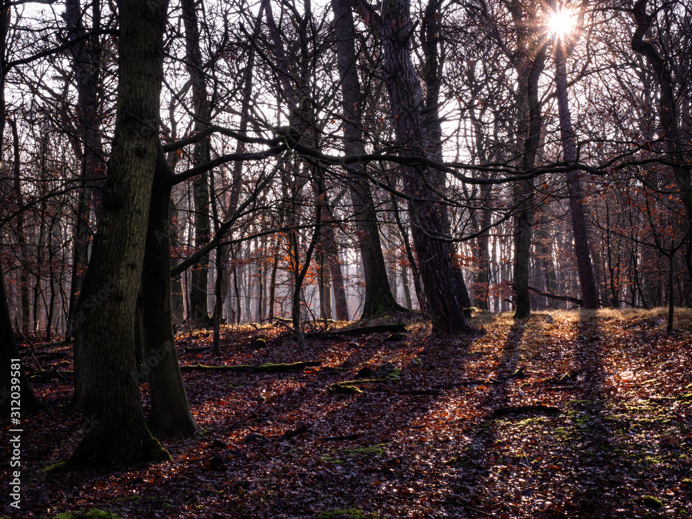 Fototapeta premium trees in winter