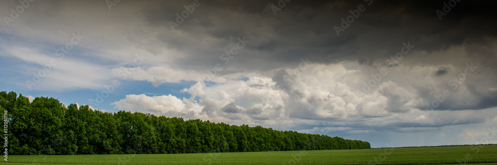 wheat field and clouds in spring countryside. wheat field and clouds in spring countryside.
