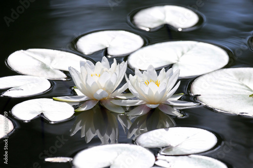 two white flower lotus with reflection on water