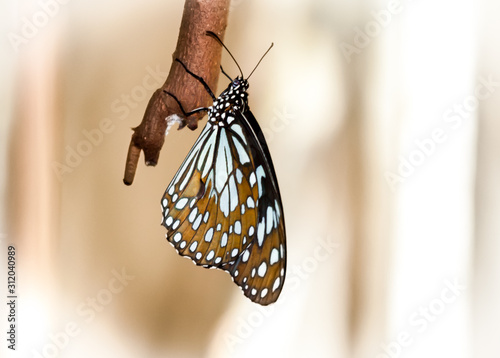 Blue Tiger Schmetterling