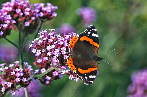 Red Admiral butterfly on a Verbena Bonariensis in a cottage garden photo