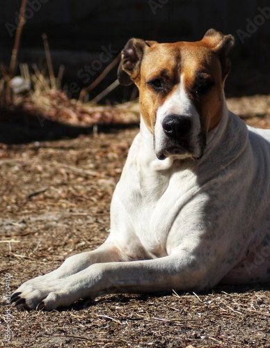 Bull Arab x Great Dane