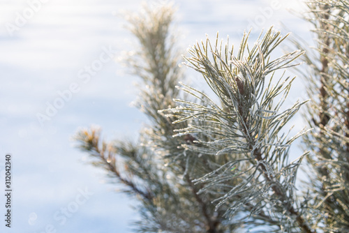 Pine branch in hoarfrost on a background of sunny snow. Winter card. © Ekaterina
