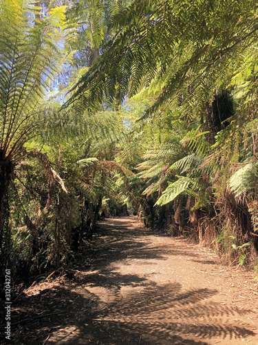 Australian sub tropical rain forest featuring tree ferns Victoria