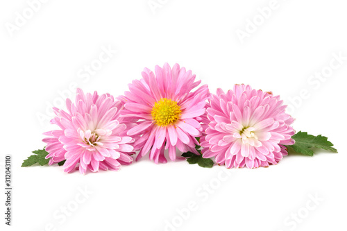 Chrysanthemum bright pink flower with green leaf isolated on white background