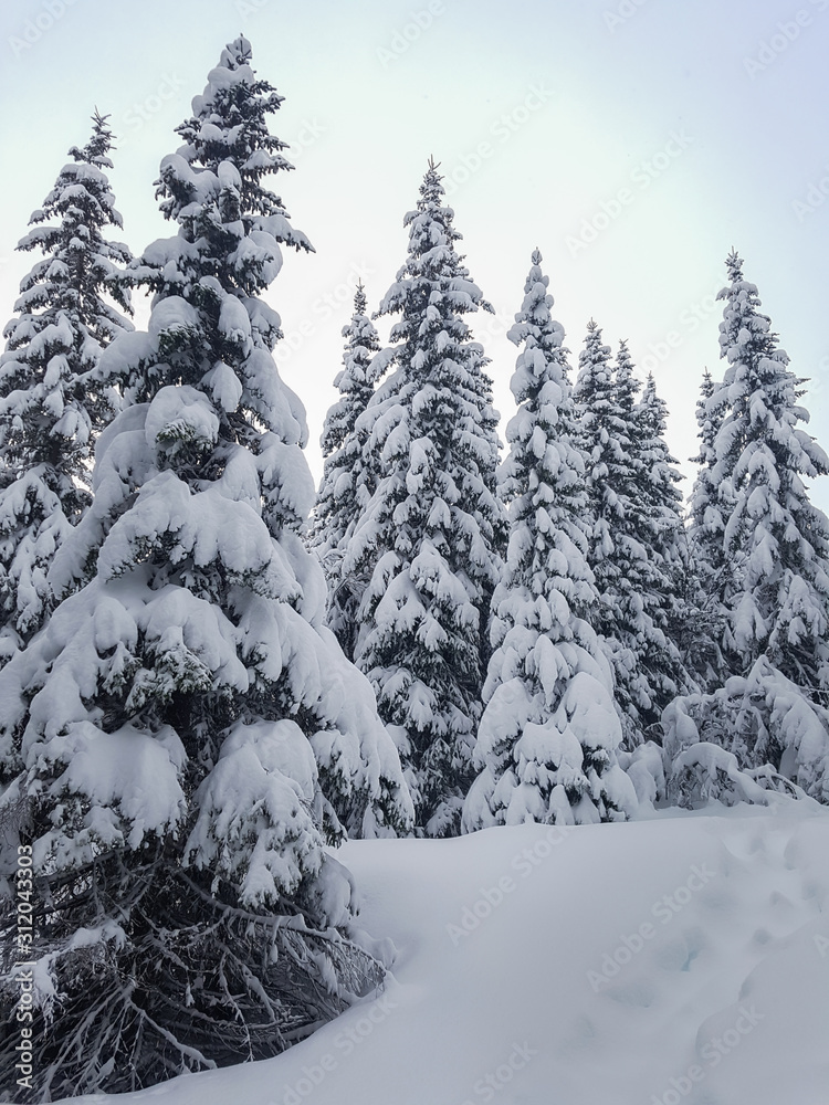 Fototapeta premium Spruce trees and a foot path covered in snow. A beautiful winter scenery and perfect for hiking in Norwegian Lapland.