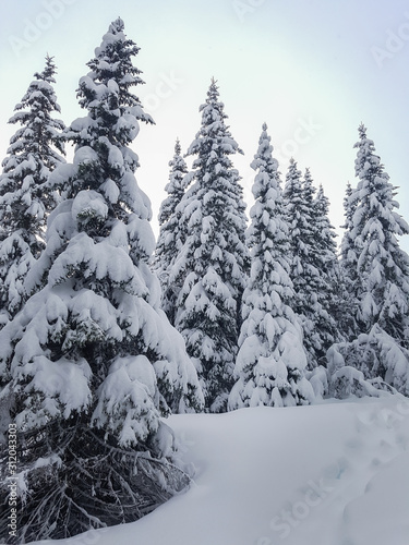 Spruce trees and a foot path covered in snow. A beautiful winter scenery and perfect for hiking in Norwegian Lapland.