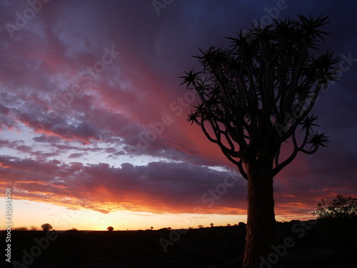 For  t Quiver Tree Keetmanshoop Namibie