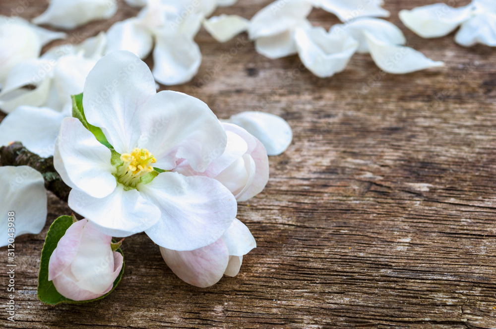 Fototapeta premium apple-tree flowers. on wood background.