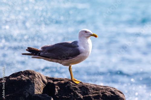 mouettes