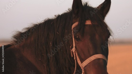 Wild brown horse eat grass on sunset. Low angle slow motion.