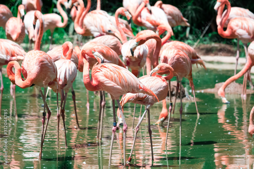 Flock of greater flamingos (Phoenicopterus roseus) Flock of greater flamingos (Phoenicopterus roseus)