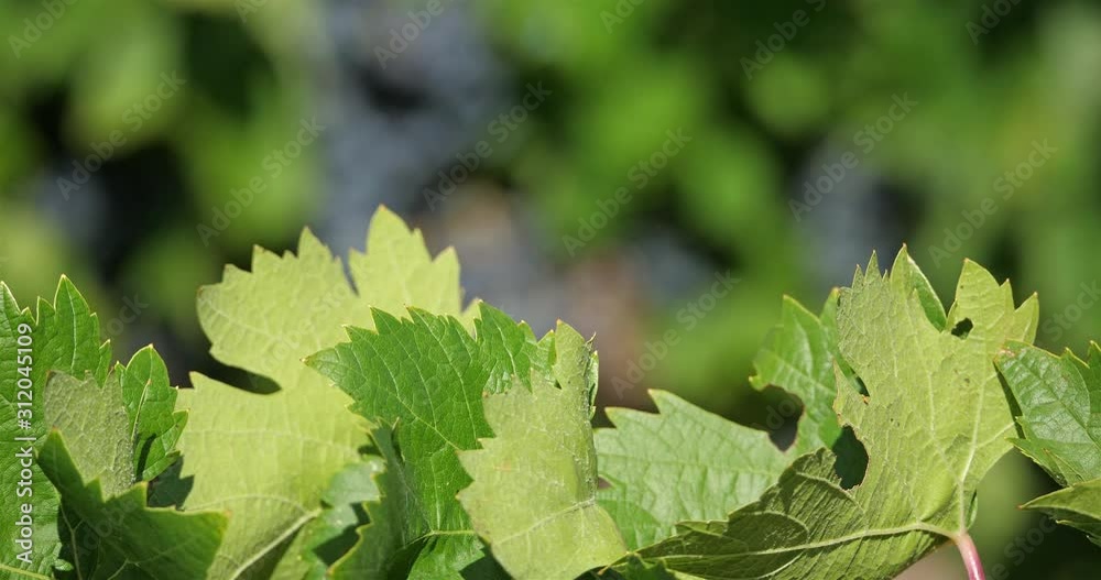 vineyards, Pic saint Loup, Claret, Occitanie, France vineyards, Pic saint Loup, Claret, Occitanie, France