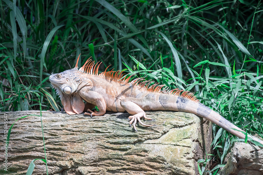 Lizard Iguana, in a zoo where lizards live. Iguana is a genus of