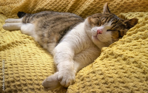 Fototapeta Naklejka Na Ścianę i Meble -   Funny cat with a happy expression sleeping on yellow blanket.  Animal love and care concept. Sleep welfare. Selective focus 