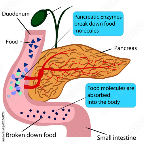 Pancreatic role and functionin digestion process in a human body  vector illustration 