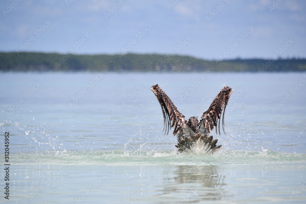 Fototapeta premium pelican bathing on the beach