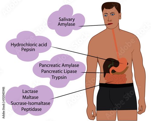 Enzymes breaking down food. Digestive systems work vector illustrative infographics