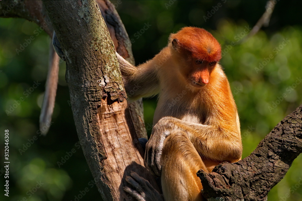 Naklejka premium Malaysia. The long-nosed monkey or kahau — a species of primates from the subfamily of thin-bodied monkeys in the family of monkeys. Distributed exclusively on the island of Borneo