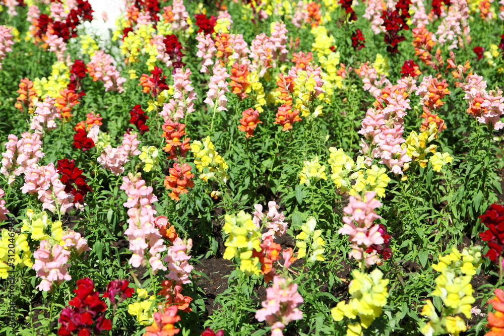Charming fine snapdragon flowers on the blur background 