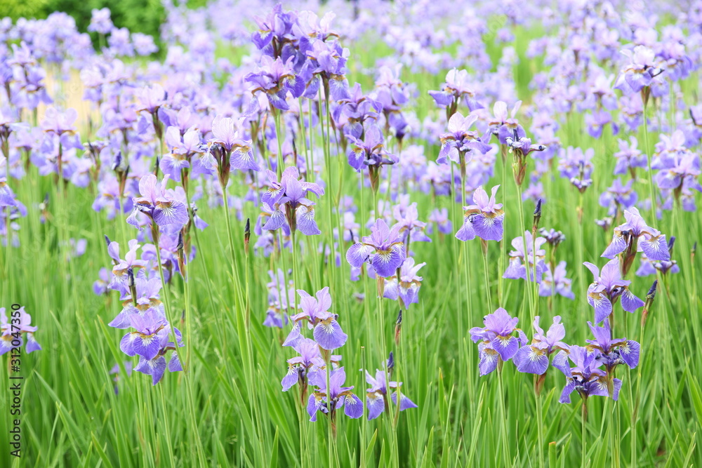Blue iris flowers in the garden Blue iris flowers in the garden