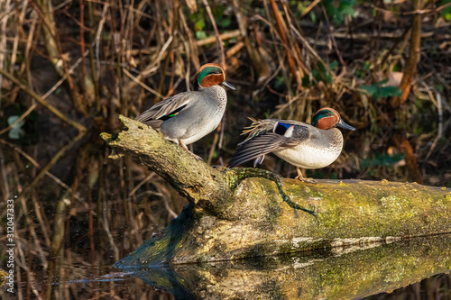 Krickente teal photo