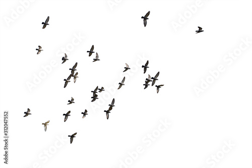 Fotografie Flocks of flying pigeons isolated on white background