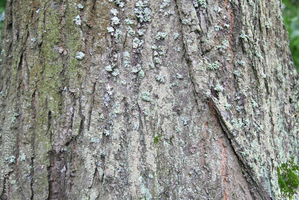 Fototapeta premium Tree bark texture