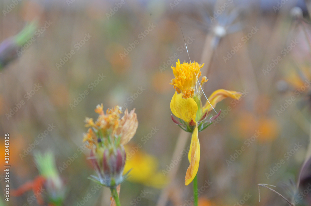 Natural Beautiful Flower in Garden Natural Beautiful Flower in Garden