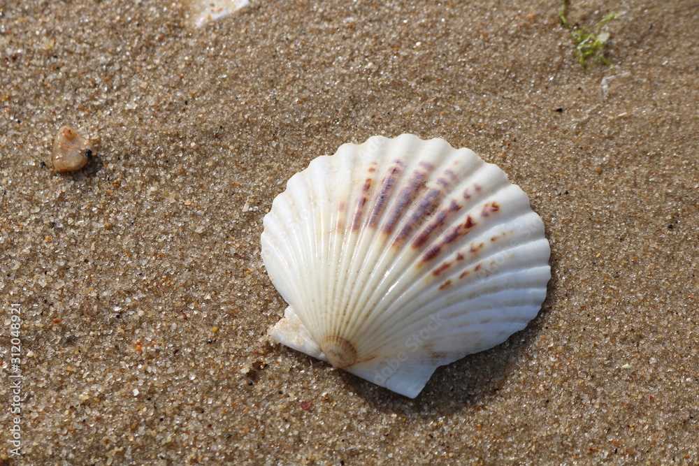 Scallop seashells and pebbles on a sandy coastal shoreline beach Scallop seashells and pebbles on a sandy coastal shoreline beach
