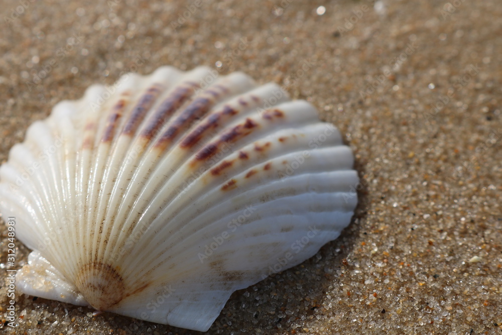 Scallop seashells and pebbles on a sandy coastal shoreline beach Scallop seashells and pebbles on a sandy coastal shoreline beach