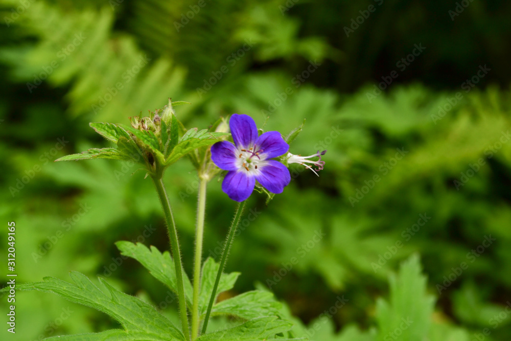Mountain flower Mountain flower