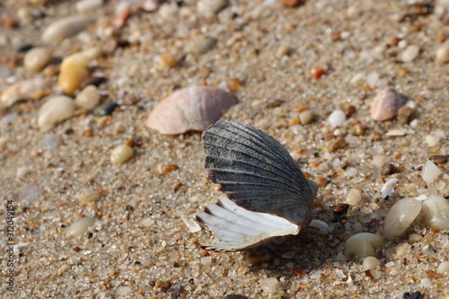 Scallop seashells and pebbles on a sandy coastal shoreline beach