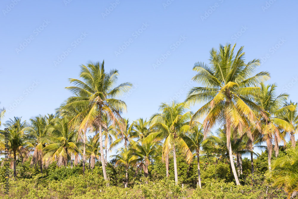 Landscape view of coconut palms and beautiful blue sky in Bahia beach, Brazil.