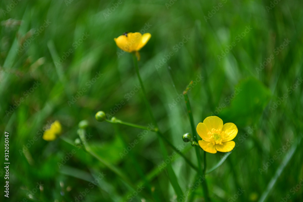 Obraz premium Mountain flower