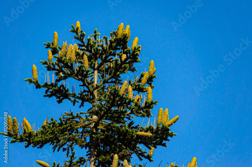 Numidian spruce (Abies numidica) or Algerian spruce in Massandra park in Crimea against blue sky.  Close-up of vertical brown cones on top of fir. Nature concept for design. photo