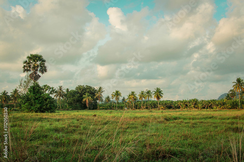 Fototapeta Naklejka Na Ścianę i Meble -  View of Grassland and tall palm trees with beautiful sky