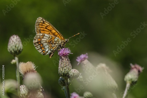 The heath fritillary, a brown and orange butterfly sitting on purple thistle flower in a meadow on a sunny summer day. Green background, blurry foreground.