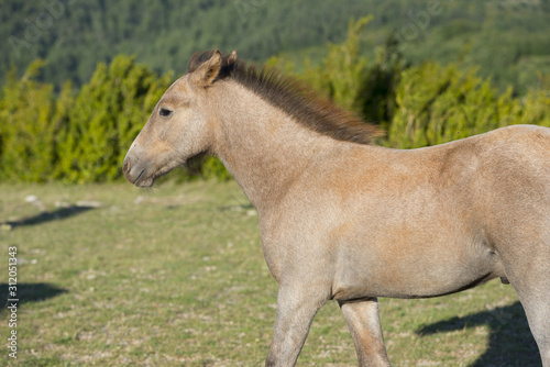 France. Poulain beige dans un pré. Beige foal in a meadow