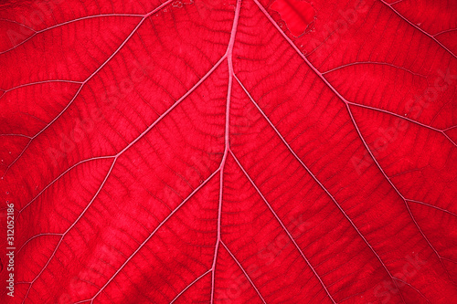 The background texture of the red leaves