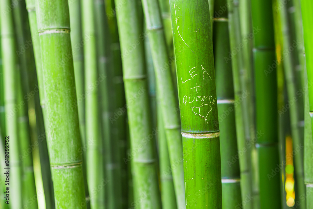 Fototapeta premium Bamboo forest with written message