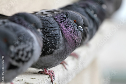 Pigeons on a building railing. City birds cuddle.