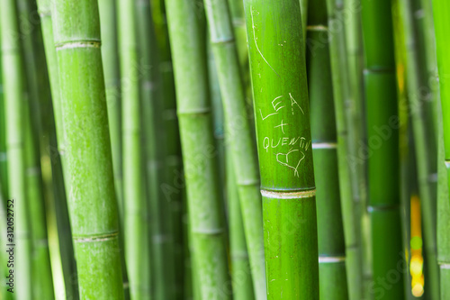Fototapeta Naklejka Na Ścianę i Meble -  Bamboo forest with written message
