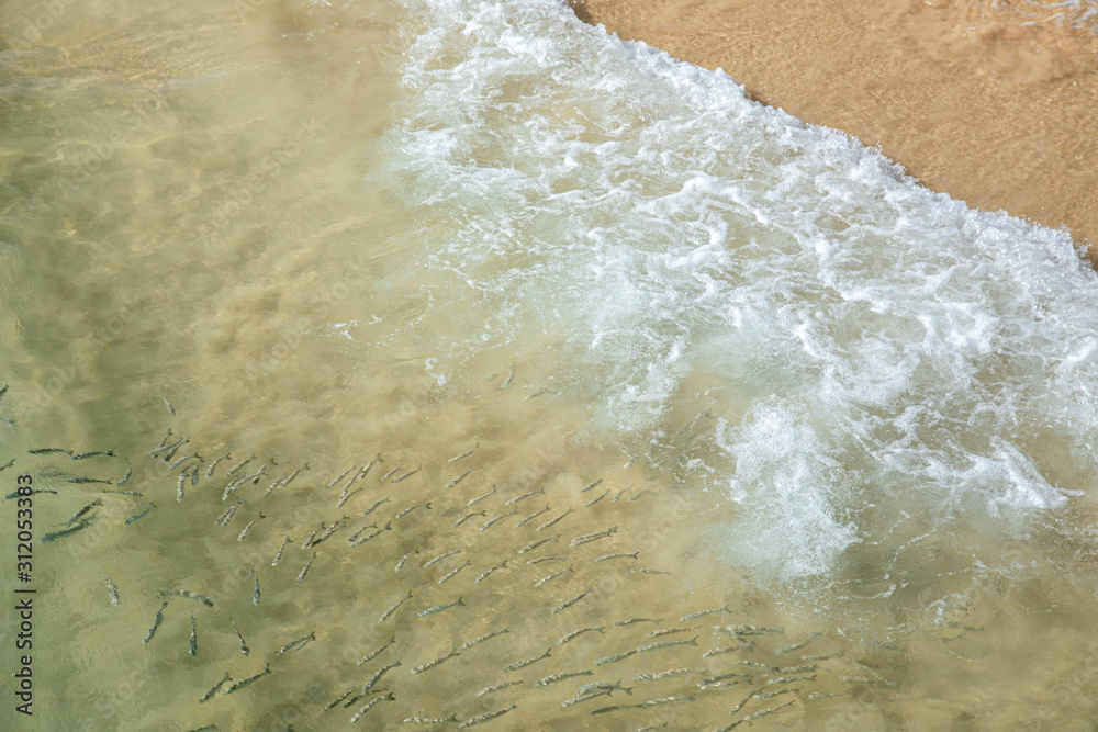 Beach water with fishes and waves calm summer sun sunny swim swimming holiday background wave